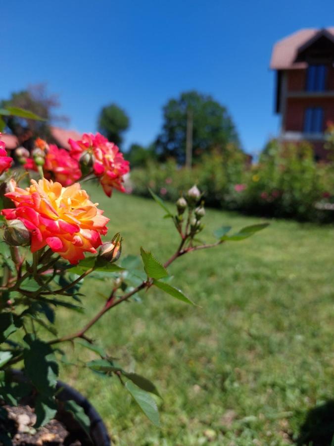 Cigota *